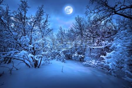 12246846-moonlight-night-in-winter-wood
