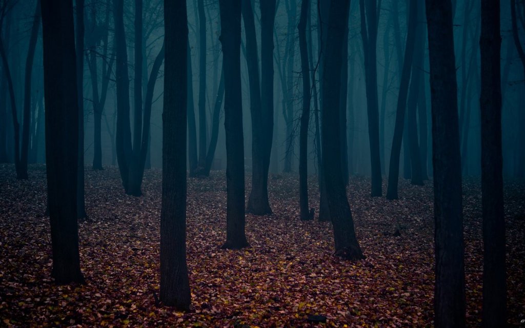forest at night 2_zpsnpmznj0a